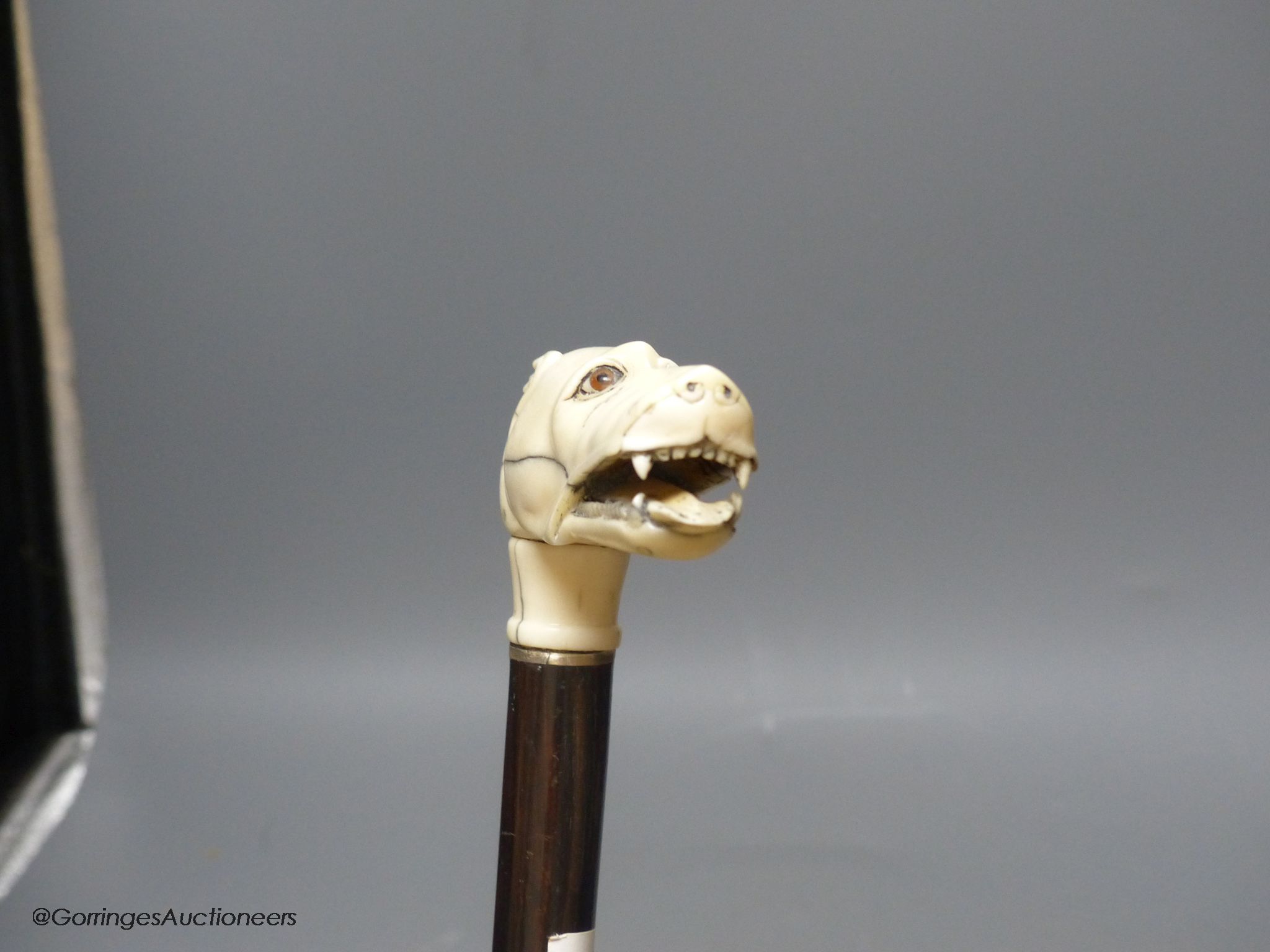 A rosewood walking stick, carved bone / ivory dog's head handle